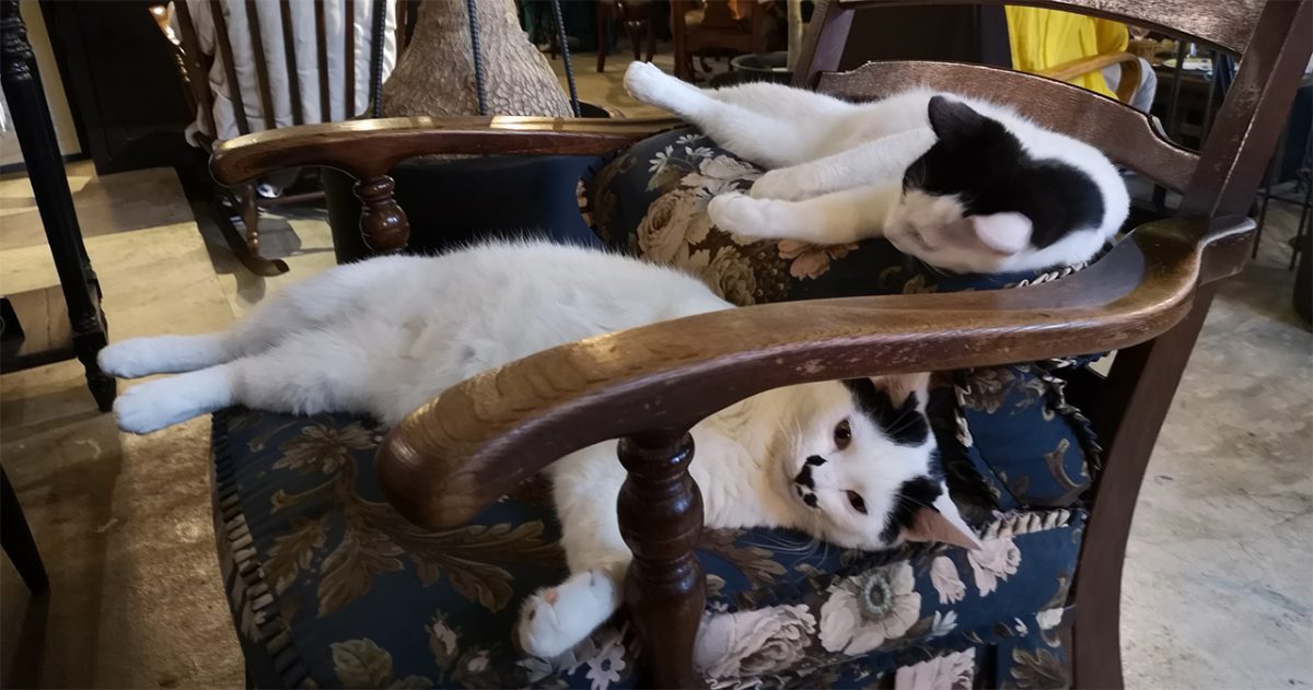 Cafe Cats