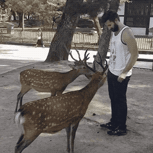 Nara Deer Bowing