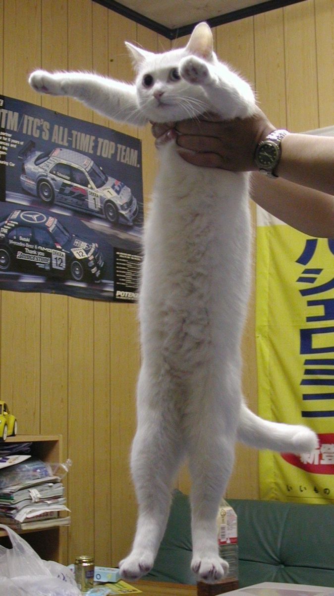 Longcat is long