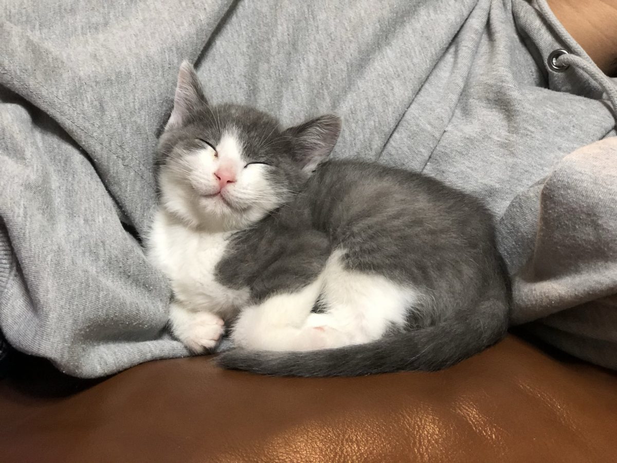 Japan Celebrates Super Cat Day