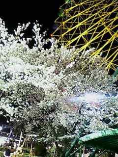 Ferris Wheel in Cherry Blossom season