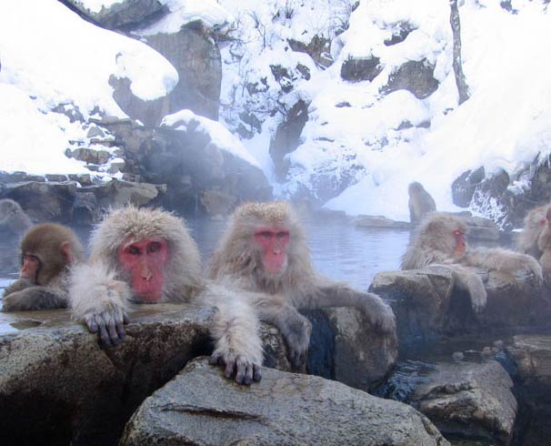 Japanese monkeys